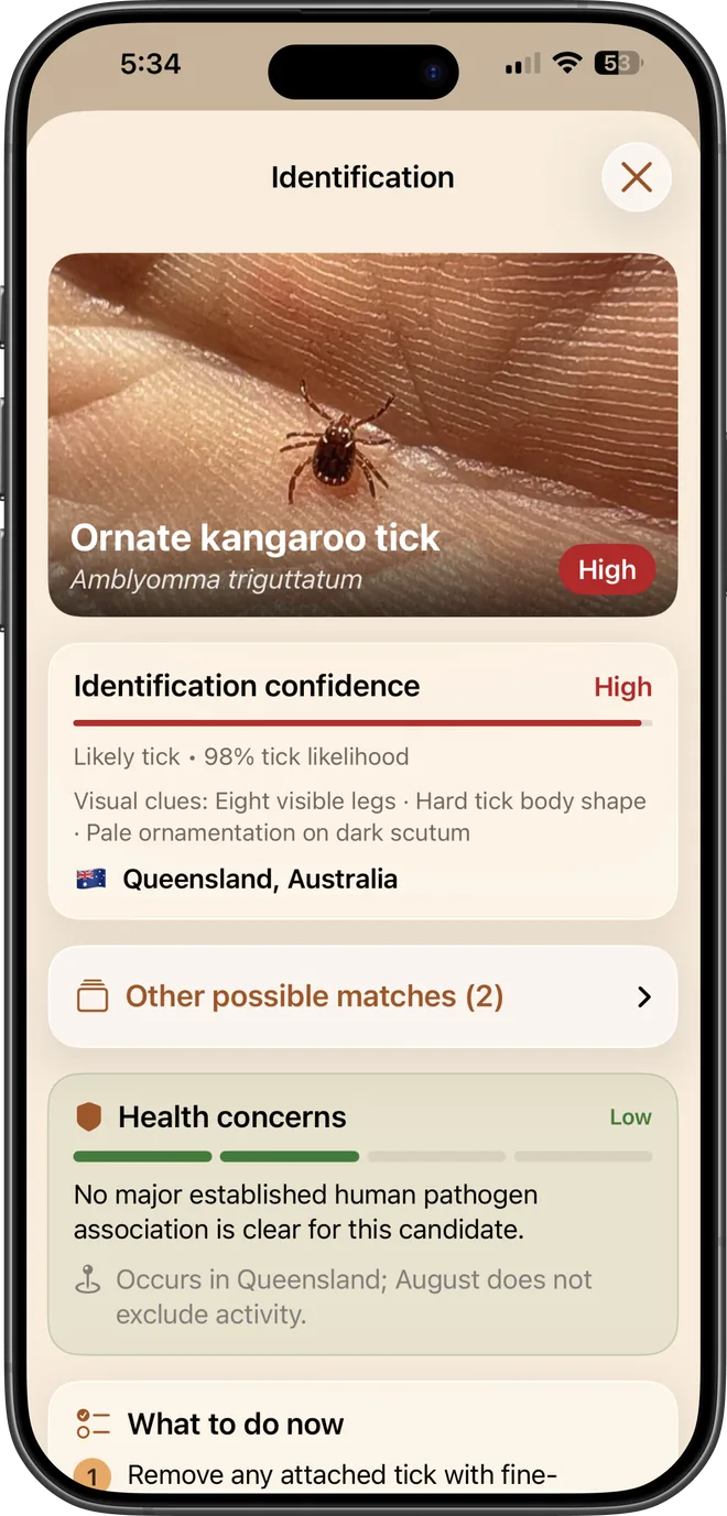 A TickSentry identification result for an ornate kangaroo tick.